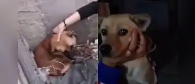 Organización rescata a varios perros robados detrás de un restaurante chino Organización rescata a varios perros robados detrás de un restaurante chino