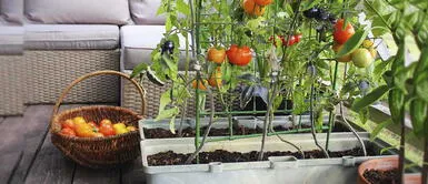 ¿Apasionada de las plantas? ¡Aprende a elaborar un biohuerto casero! ¿Apasionada de las plantas? ¡Aprende a elaborar un biohuerto casero!