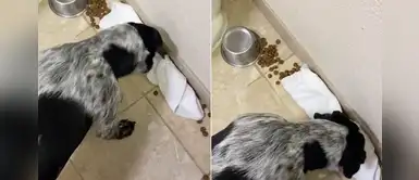 Perro utilizó un trapo para limpiar la comida que había derramado Perro utilizó un trapo para limpiar la comida que había derramado