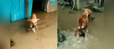 Perrita arriesga su vida para salvar a su cría que era arrastrada por inundación Perrita arriesga su vida para salvar a su cría que era arrastrada por inundación