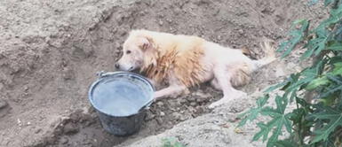 Perro se aferra a la vida tras ser encontrado en una zanja con heridas Perro se aferra a la vida tras ser encontrado en una zanja con heridas