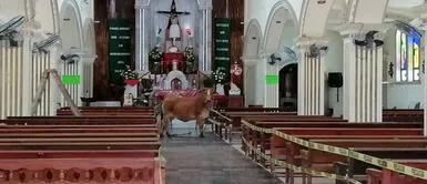 Vaca que iba a ser sacrificada huye y se esconde dentro de una iglesia Vaca que iba a ser sacrificada huye y se esconde dentro de una iglesia