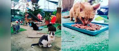 Refugio alberga a decenas de gatitos de dueños fallecidos por coronavirus Refugio alberga a decenas de gatitos de dueños fallecidos por coronavirus