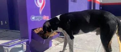Gasolinera instala comederos para perros callejeros Gasolinera instala comederos para perros callejeros
