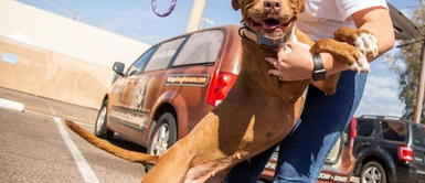 Perrita salta de alegría al ser adoptada tras vivir 400 días en un refugio Perrita salta de alegría al ser adoptada tras vivir 400 días en un refugio