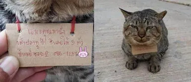 Gatito regresa a casa con una deuda tras desaparecer por tres días Gatito regresa a casa con una deuda tras desaparecer por tres días