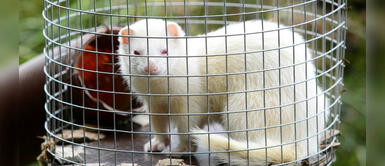 Dinamarca sacrificará 17 millones de visones por mutación de COVID-19 Dinamarca sacrificará 17 millones de visones por mutación de COVID-19