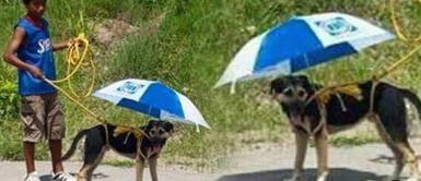 Niño protege a su perro del intenso sol con una sombrilla. Su mascota es su prioridad Niño protege a su perro del intenso sol con una sombrilla. Su mascota es su prioridad