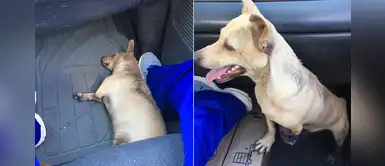 Familia adopta a un perro callejero sin una pata que intentaba cruzar la calle Familia adopta a un perro callejero sin una pata que intentaba cruzar la calle