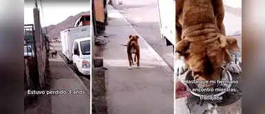 Pitbull que desapareció por 3 años se reencontró con sus dueños Pitbull que desapareció por 3 años se reencontró con sus dueños