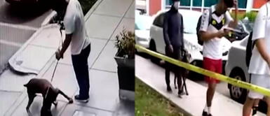 Dueño de perro que asesinó a un gato permite que salga de nuevo sin bozal Dueño de perro que asesinó a un gato permite que salga de nuevo sin bozal