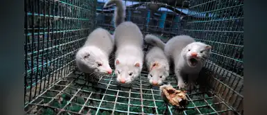 OMS asegura que seis países informaron casos de coronavirus en visones OMS asegura que seis países informaron casos de coronavirus en visones