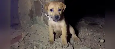 Rescatistas salvaron a una perrita que lloraba por ayuda tras ser abandonada Rescatistas salvaron a una perrita que lloraba por ayuda tras ser abandonada