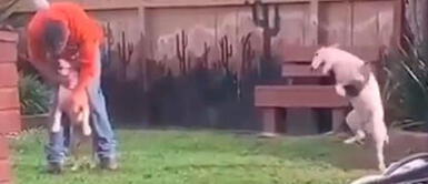 Perro 'estalla' de celos al ver a su papá humano acariciar a otro animal Perro 'estalla' de celos al ver a su papá humano acariciar a otro animal