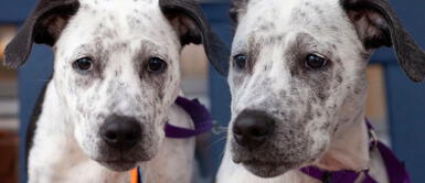 Devuelven perro a refugio tras descubrir que tiene 25% de ADN pitbull Devuelven perro a refugio tras descubrir que tiene 25% de ADN pitbull