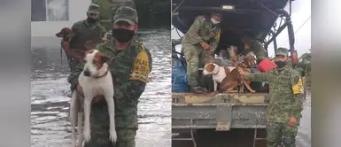 Militares rescatan a decenas de perros abandonados tras inundaciones Militares rescatan a decenas de perros abandonados tras inundaciones