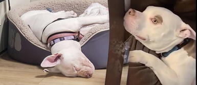 Perro finge que no tiene idea de quién destruyó las sandalias de mamá Perro finge que no tiene idea de quién destruyó las sandalias de mamá