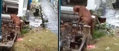 Perro se niega a abandonar la tumba de su dueño que falleció hace meses Perro se niega a abandonar la tumba de su dueño que falleció hace meses