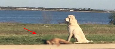 Perro cuida el cuerpo de su amigo que fue atropellado por un carro Perro cuida el cuerpo de su amigo que fue atropellado por un carro