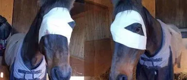 Caballo perdió un ojo tras ser impactado por un cohete durante celebración Caballo perdió un ojo tras ser impactado por un cohete durante celebración