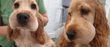 Perrita creyó que las abejas son comestibles y terminó hinchada Perrita creyó que las abejas son comestibles y terminó hinchada