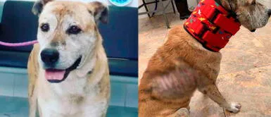 Colombia: Perro víctima de ataque con agua herviendo fue salvado a tiempo Colombia: Perro víctima de ataque con agua herviendo fue salvado a tiempo