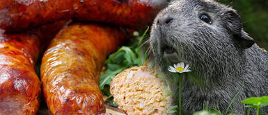 Peruanos son premiados por crear salchichas a base de cuy Peruanos son premiados por crear salchichas a base de cuy