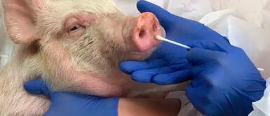 Senasa adopta medidas para evitar peste porcina africana en el país Senasa adopta medidas para evitar peste porcina africana en el país