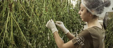 Legalizan el autocultivo de cannabis para uso medicinal Legalizan el autocultivo de cannabis para uso medicinal