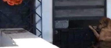 Perro que fue abandonado se rehúsa dejar su hogar inundado Perro que fue abandonado se rehúsa dejar su hogar inundado