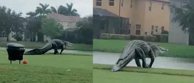 Gigantesco cocodrilo causa terror en Florida tras inundaciones del huracán Eta Gigantesco cocodrilo causa terror en Florida tras inundaciones del huracán Eta