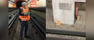 Rescatistas salvaron a un gato atrapado en el metro, pero faltan sus hermanos Rescatistas salvaron a un gato atrapado en el metro, pero faltan sus hermanos
