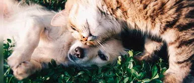 Aprende a prevenir la diabetes en tu mascota Aprende a prevenir la diabetes en tu mascota