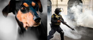 Cientos de voluntarios ayudarán a animales sin hogar durante marcha contra Merino Cientos de voluntarios ayudarán a animales sin hogar durante marcha contra Merino