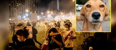 ¿Cómo proteger a los animales de los gases tóxicos durante la marcha? ¿Cómo proteger a los animales de los gases tóxicos durante la marcha?