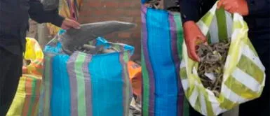 Piura: Encuentran más de dos toneladas en aletas de tiburón y caballitos de mar Piura: Encuentran más de dos toneladas en aletas de tiburón y caballitos de mar