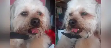 Mujer denuncia a veterinaria por devolver a su perro sin un trozo de lengua Mujer denuncia a veterinaria por devolver a su perro sin un trozo de lengua