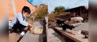 Niño alimenta a gatitos recién nacidos que fueron abandonados en un parque Niño alimenta a gatitos recién nacidos que fueron abandonados en un parque