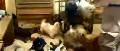 Policía rescatan a 150 perritos que vivían en condiciones deplorables Policía rescatan a 150 perritos que vivían en condiciones deplorables