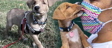 Cachorra que nació ciega en las calles fue adoptada por una joven Cachorra que nació ciega en las calles fue adoptada por una joven