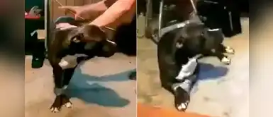 Denuncian a dos jóvenes por agredir a un pitbull que tenía las patas amarradas Denuncian a dos jóvenes por agredir a un pitbull que tenía las patas amarradas