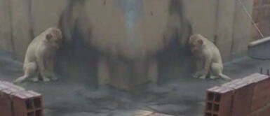 Denuncian a dueños por maltrato: Su perro se 'muere' de hambre bajo la lluvia Denuncian a dueños por maltrato: Su perro se 'muere' de hambre bajo la lluvia