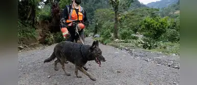 Dos perros participan en búsqueda de personas desaparecidas en Guatemala Dos perros participan en búsqueda de personas desaparecidas en Guatemala
