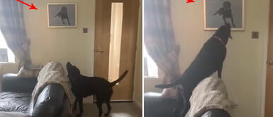 Perro se conmueve al mirar el retrato de su hermano fallecido Perro se conmueve al mirar el retrato de su hermano fallecido