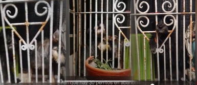 Denuncian abandono de 30 perros dentro de vivienda Denuncian abandono de 30 perros dentro de vivienda