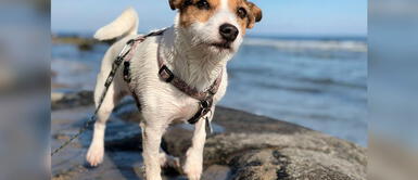 ¿Sabías que los rayos solares podrían dañar la piel de tu mascota? ¿Sabías que los rayos solares podrían dañar la piel de tu mascota?