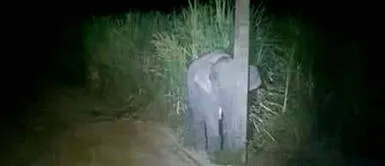 Bebé elefante intentó ocultarse detrás de un poste luego de ‘robar’ comida Bebé elefante intentó ocultarse detrás de un poste luego de ‘robar’ comida