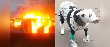 Perrita embarazada arriesgó su vida para salvar a 4 pacientes de un hospital Perrita embarazada arriesgó su vida para salvar a 4 pacientes de un hospital