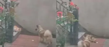 Perro comparte un pedazo de pan con un gato abandonado y hambriento Perro comparte un pedazo de pan con un gato abandonado y hambriento