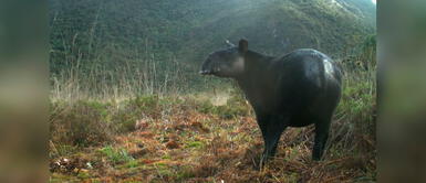 Piura: Encuentran a un tapir andino en área de conservación de Pacaipampa Piura: Encuentran a un tapir andino en área de conservación de Pacaipampa